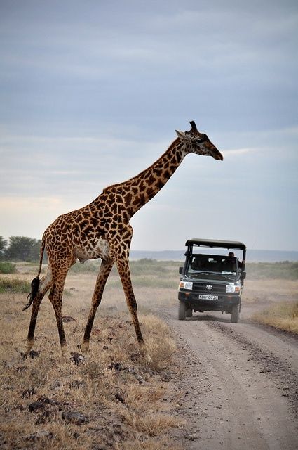 What You Should Know Before Having A Wildlife Travel
