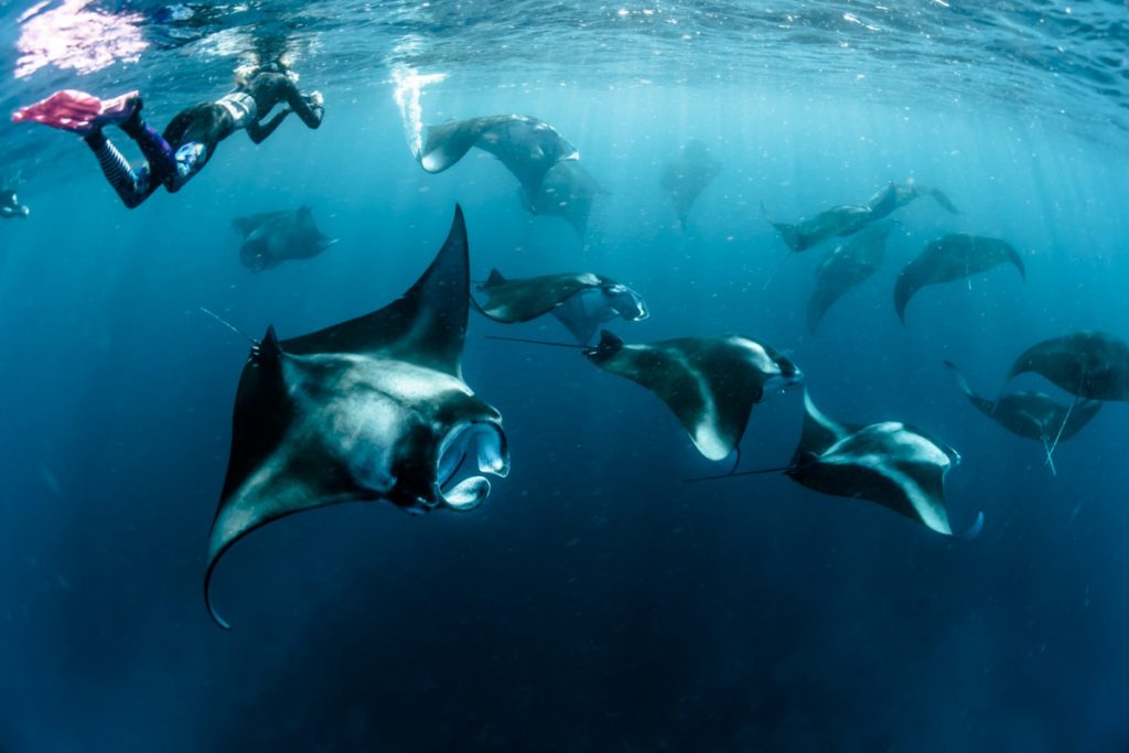 the Manta point should include in the exploring list during the Labuan Bajo open trip