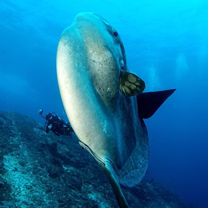 One of Few Places in the World to See the Rare and Perplexing Mola Mola Sunfish
