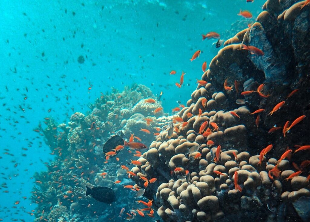 marine diversity on Raja Ampat liveaboard