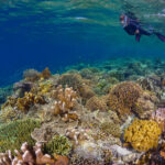halmahera diving