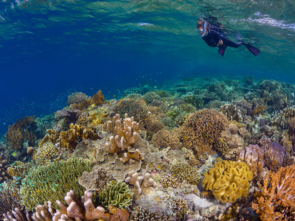halmahera diving